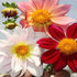 Dahila Top Star Flower Seeds